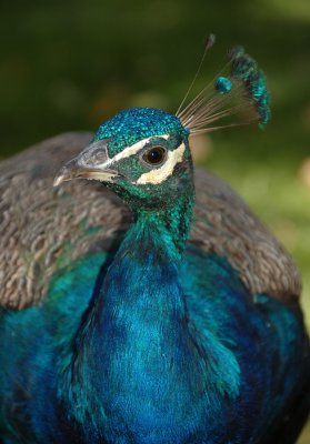 DSC_0402.jpg