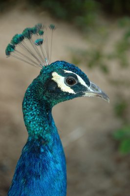 DSC_0425.jpg