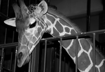 giraffes