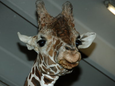 giraffes