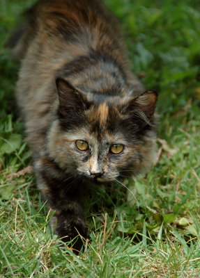 DSC_8785.jpg