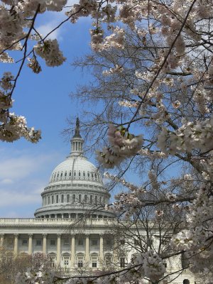 Washington in bloom