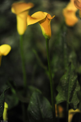 HK Flower Show 2010