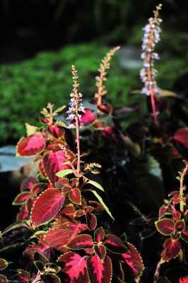 HK Flower Show 2010