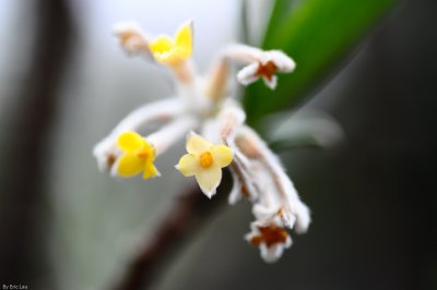 HK Flower Show 2010