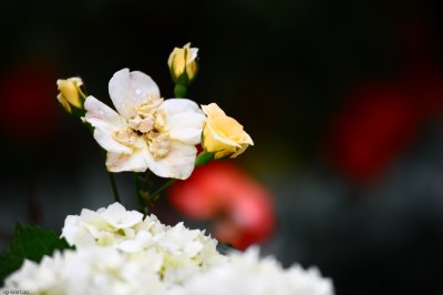 HK Flower Show 2010