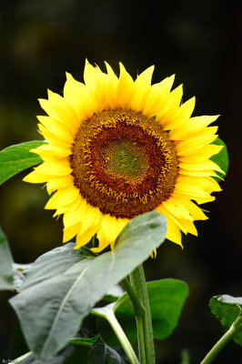 HK Flower Show 2010