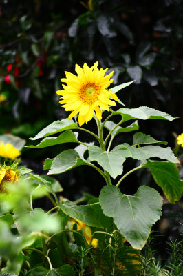 HK Flower Show 2010