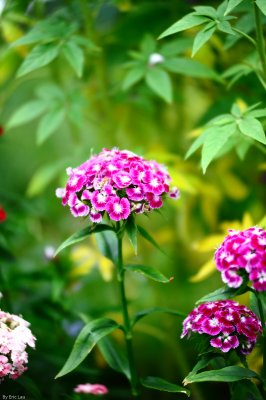 HK Flower Show 2010