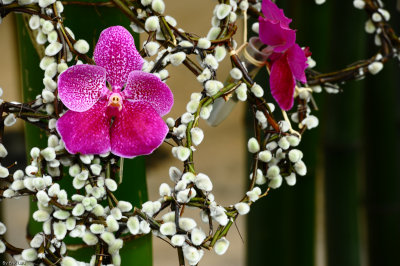 HK Flower Show 2010