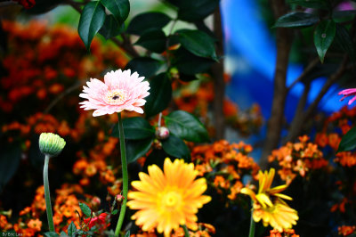 HK Flower Show 2010