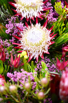 HK Flower Show 2010
