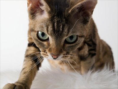 Devon Rex Cats