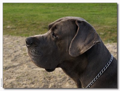 Lobbes - German Dog