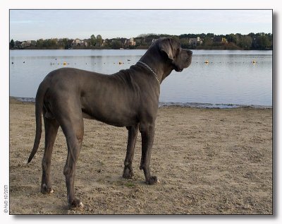 Big but sweet - German Dog