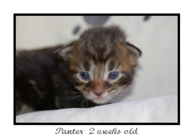 Panter 2 weeks