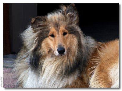 Xara -Scottish Shepherd sable