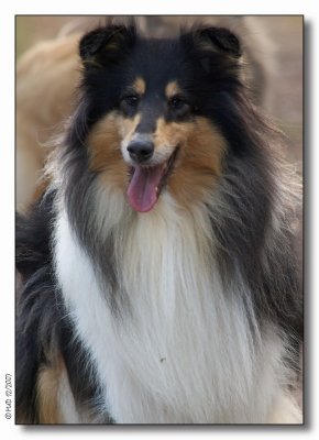 Jara - Scottish Shepherd tricolor