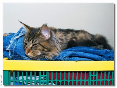 Panter the laundrycat