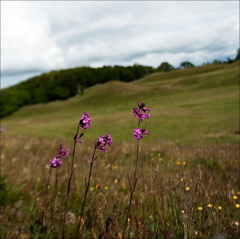 Flowers at Grevie hills
