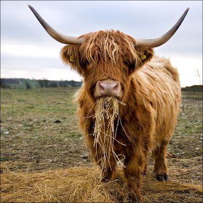highland cattle 02.jpg