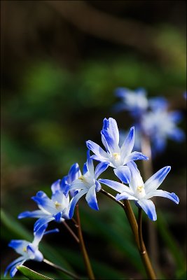 Spring is coming...