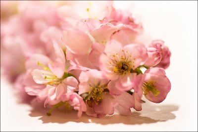 Spring is coming...