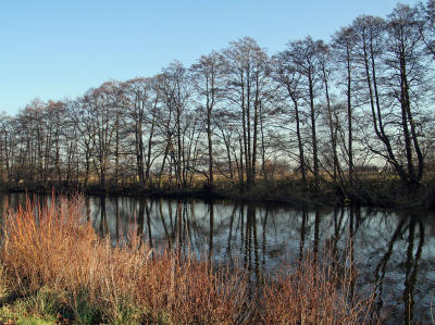 Row of Trees
