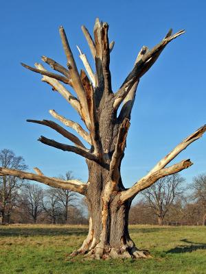 Dead Tree