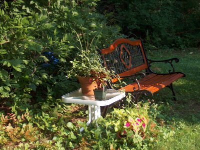 Park Bench in Color