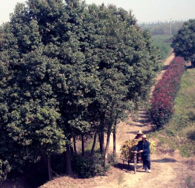 on the way to Zhouzhuang, Jiangsu province