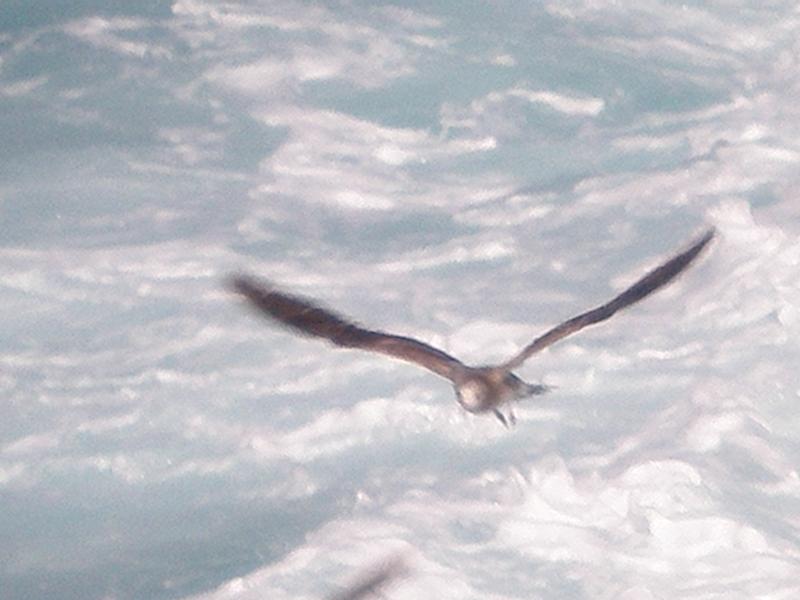 on the wing