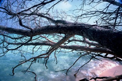 BRANCHES OVER THE GREEN  WATERS