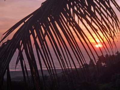  PALM  CURTAIN