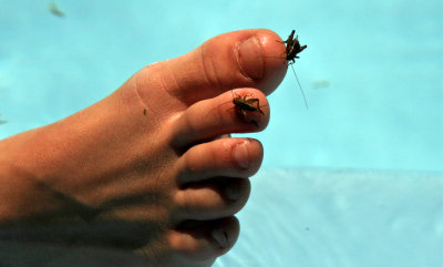 Z man and crickets