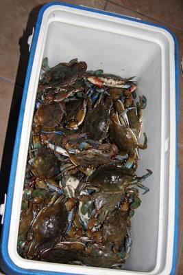 4 dozen crabs