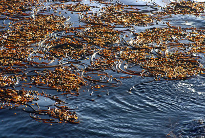 Cali-Kelp beds.jpg