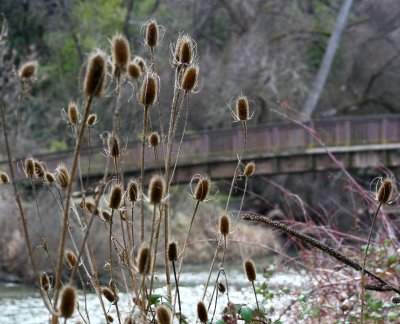 Grey sky trail walk.jpg