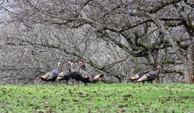 Afternoon in a Walnut grove.jpg