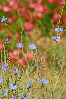 Wild Chicory.jpg