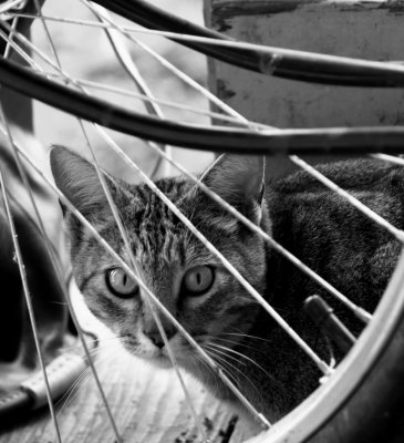 A wheel crazy cat.jpg