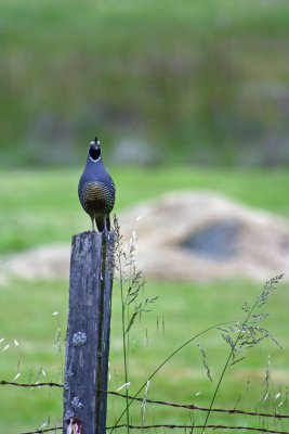 California quail.jpg