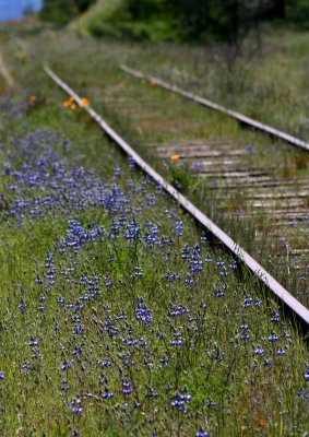 lonely track spring is back.jpg