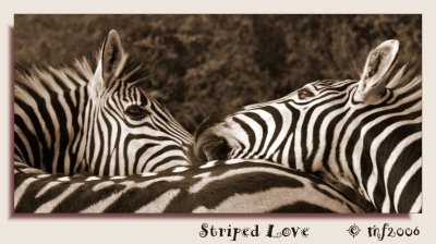 Striped Love