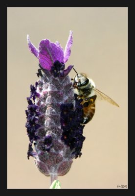 Tuscan Bee