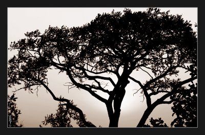 Silhouettes
