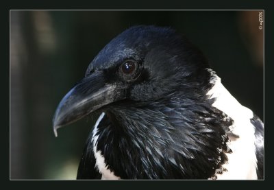 White Colar Crow
