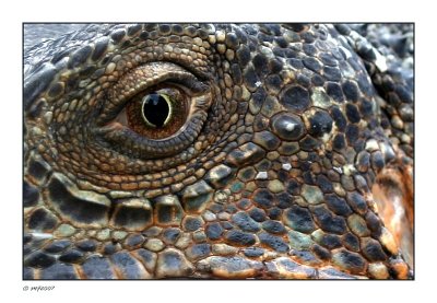 Bearded Dragon Eye