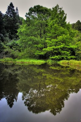 Green Reflection