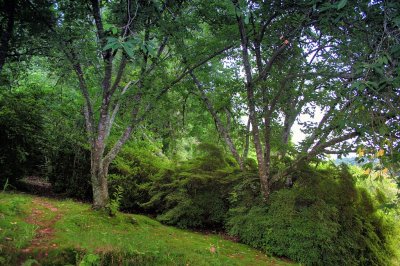 Lush Green